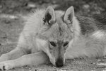 Cuccioli di lupo Cecoslovacco in Tutta Italia - Foto n. 2