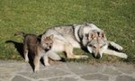 Cuccioli di lupo Cecoslovacco in Tutta Italia - Foto n. 3
