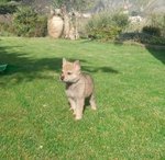 Cuccioli di lupo Cecoslovacco in Tutta Italia - Foto n. 5