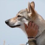 Cuccioli di lupo Cecoslovacco in Tutta Italia - Foto n. 1