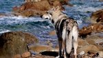 Cuccioli di lupo Cecoslovacco in Tutta Italia - Foto n. 8