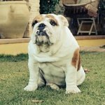 Bulldog Inglese - Foto n. 3