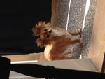 Cuccioli di Chihuahua - Foto n. 3