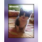 Gattina Miranda - Foto n. 4