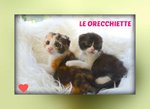Gattine le Orecchiette - Foto n. 2