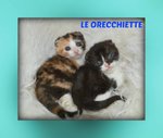Gattine le Orecchiette - Foto n. 3