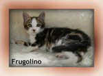 Gattino Frugolino - Foto n. 3