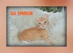 Gattini Spencer - Foto n. 1