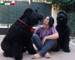 Terrier nero Russo - Cuccioli - Foto n. 5