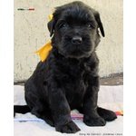 Terrier nero Russo - Cuccioli - Foto n. 11