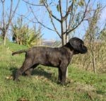 Cucciolo di cane Corso (all.to Riconosciuto) - Foto n. 2