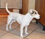Jack Russell Terrier si Propone per una Fidanzata - Foto n. 2