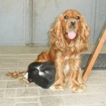 🐶 Cocker femmina di 8 anni e 6 mesi in adozione a Cuneo (CN) da privato