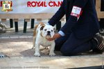 Bulldog Inglese Cucciolata - Foto n. 4