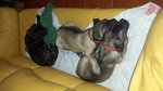 Cuccioli di cane Corso - Foto n. 3