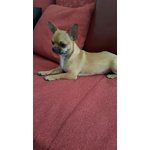 Chihuahua Cerca Fidanzata - Foto n. 4
