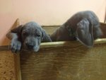 Splendidi Cuccioli di Alano blu Disponibili - Foto n. 3