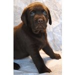 Cuccioli Labrador Chocolate con Pedigree Enci - Foto n. 3