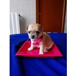 Cucciolo Chihuahua a pelo Corto - Foto n. 2