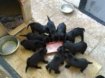 Cuccioli Amstaff Labrador