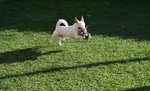 Chihuahua per Minta - Foto n. 3