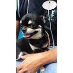 Chihuahua per Minta - Foto n. 4