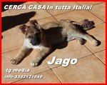 Jago un Amore in Cerca di Casa - Foto n. 2