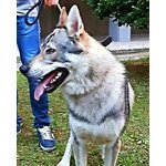 Disponibili Cuccioli di cane lupo Cecoslovacco - Foto n. 6