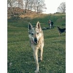 Disponibili Cuccioli di cane lupo Cecoslovacco - Foto n. 7