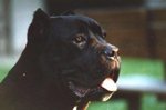 Meravigliosi Cuccioli cane Corso Allevatore per Passione dal 1990 Campioni in Tutto il Mondo Dispone