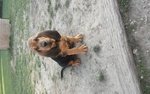 Cuccioli di Razza Bloodhound - Foto n. 2
