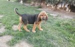 Cuccioli di Razza Bloodhound - Foto n. 3