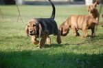Cuccioli di Razza Bloodhound - Foto n. 4