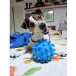 Jack Russell Terrier - Foto n. 8