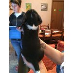 Cuccioli di Beagle - Foto n. 6