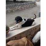 Morgana Dolce e Affettuosa Cucciola Cerca Casa - Foto n. 3