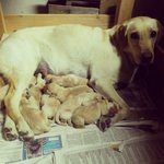 Cuccioli di Labrador - Foto n. 5