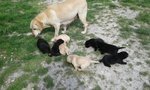 Cuccioli di Labrador neri o Bianchi