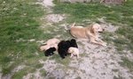 Cuccioli di Labrador neri o Bianchi - Foto n. 2