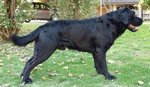 Cuccioli Labrador Retriever Colore Nero
