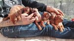 Cuccioli di Zwergpinsher (pinscher Nano) - Foto n. 2