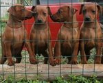Cuccioli di Zwergpinsher (pinscher Nano) - Foto n. 7