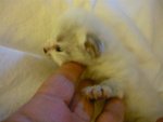 Cucciolo Gatto Siberiano Ipoallergenico - Foto n. 1