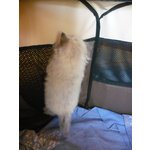 Cucciolo Gatto Siberiano Ipoallergenico - Foto n. 5