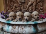 Cuccioli Golden Retriever - Foto n. 1