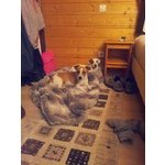 Stupendi Cuccioli di jack Russel Terrier Zampa Corta - Foto n. 5