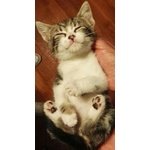 Adotta una Gattina col Cuore sul Musetto - Foto n. 2