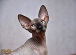 Cuccioli di Gatto di Razza Sphynx con Pedigree - Foto n. 5