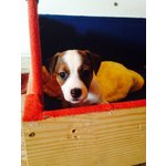 Jack Russell Terrier - Foto n. 3
