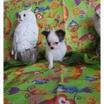 Chihuahua Maschio pelo Lungo Spettacolare vero Toy - Foto n. 2
